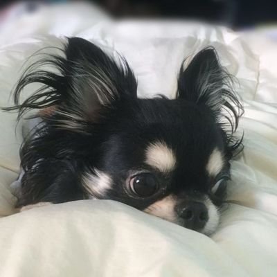 yuzurio icon